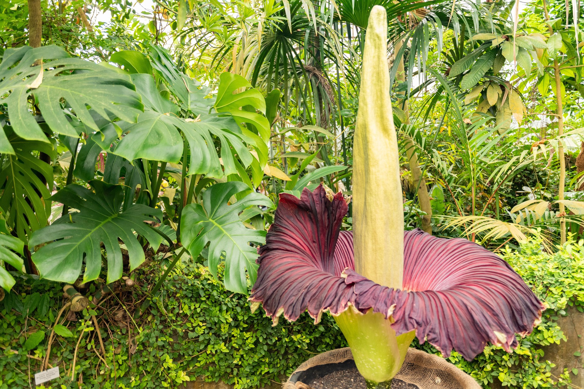 Amorphophallus Titanum or titan arum flower in Zurich in Switzerland