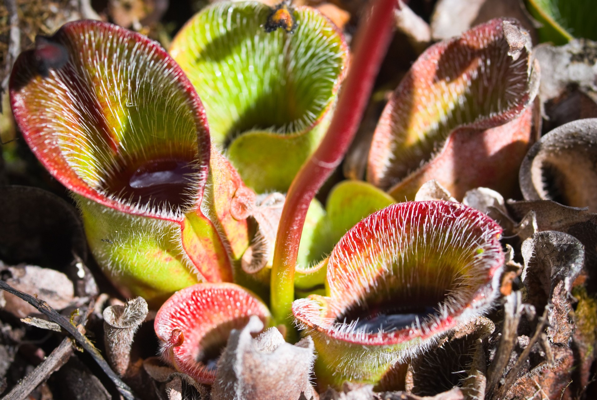 Heliamphora - Carnivorous plants