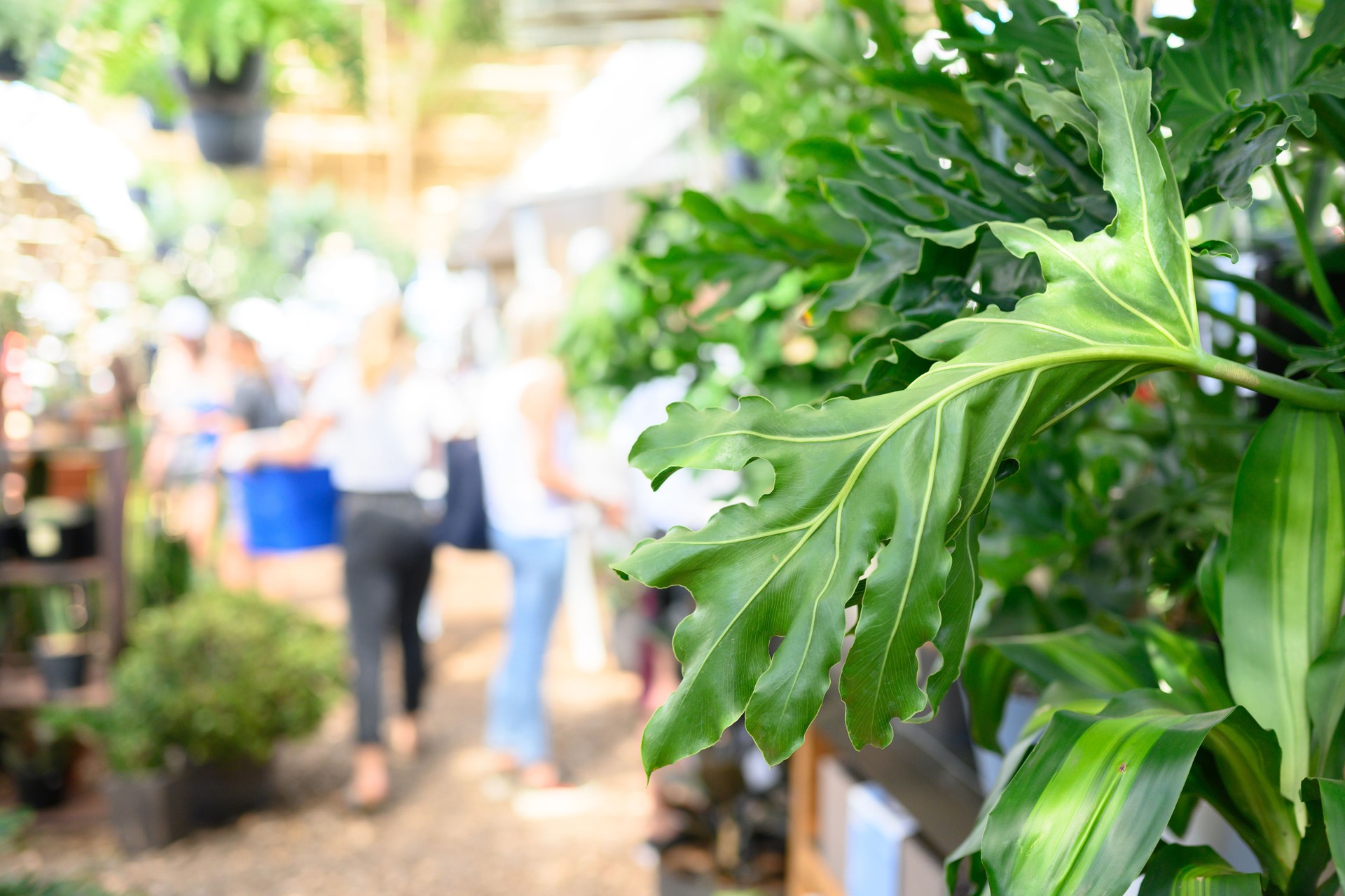 Living Green Plants for Sale at the Oranjezicht City Farm Market